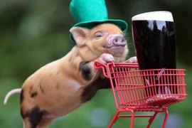 Tại sao người Việt có câu: “Ngu như lợn“? 