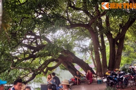 Sự thật ngỡ ngàng về cây lộc vừng 9 gốc huyền thoại bên Hồ Gươm 