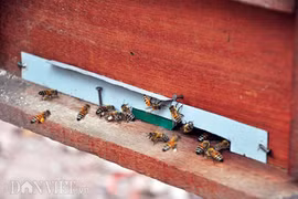 Kỳ công nuôi, luyện ong tiền tỷ