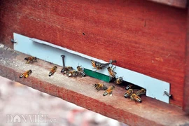 Kỳ công nuôi, luyện ong tiền tỷ