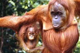 Điểm danh những loài động vật có trí nhớ kỷ lục 