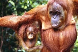 Điểm danh những loài động vật có trí nhớ kỷ lục 