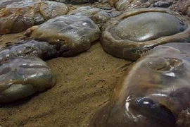 Sứa khổng lồ tiếp tục "tấn công" bờ biển nước Anh