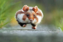 Top ảnh động vật hoang dã hài hước nhất năm 2015