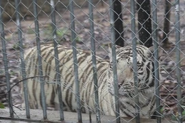 Thăm nơi nuôi nhiều động vật hoang dã quý hiếm nhất VN