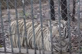 Thăm nơi nuôi nhiều động vật hoang dã quý hiếm nhất VN