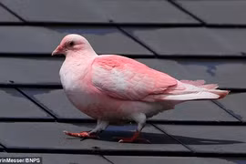 Những chú chim bồ câu màu hồng khác thường gây sửng sốt