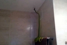 Hãi hùng trăn xanh dài 2m đột nhập phòng tắm