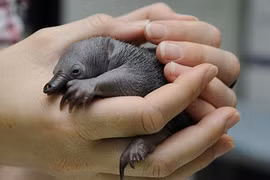 12 loài động vật hoang dã kỳ quái đội lốt ngây thơ 