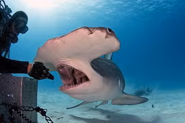 Chết khiếp thợ lặn vuốt ve cá mập đầu búa khổng lồ