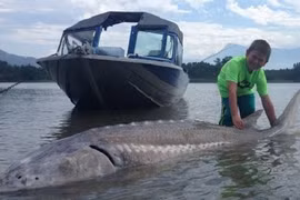 Bé con tóm gọn cá tầm khổng lồ trong 2 tiếng