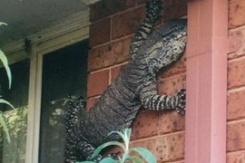 "Đứng hình" thằn lằn khổng lồ dài 1,5m trên tường nhà