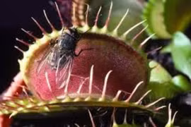 Rùng mình với những loài cây ăn thịt đáng sợ nhất