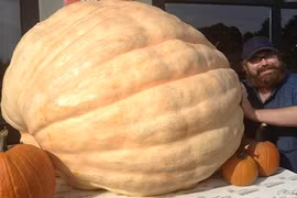 Xem những quả bí ngô “phổng phao” nhất hành tinh