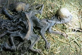 Xác sinh vật chết khô hệt quỷ hút máu dê