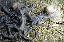 Xác sinh vật chết khô hệt quỷ hút máu dê