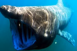 Những động vật vô hại khoác bộ mặt tử thần (2)