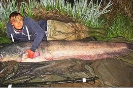 Điểm mặt cá khổng lồ cắn câu cần thủ