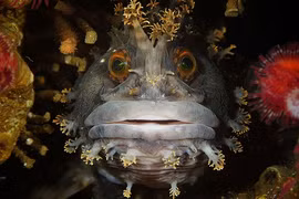 Ảnh sinh vật kỳ lạ thắng giải nhiếp ảnh dưới nước 2015