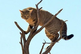 Linh miêu tai đen rượt đuổi mèo rừng trên cây ngoạn mục