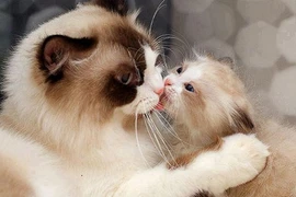 Ảnh động vật “mẹ nào con nấy” giống đến kinh ngạc