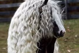 Những hình ảnh độc, lạ về loài ngựa