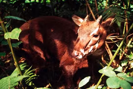 12 loài động vật có thể biến mất trong năm 2015