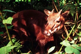 12 loài động vật có thể biến mất trong năm 2015