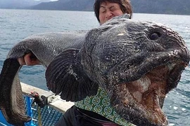 Sự thật rùng mình về những loài thủy quái đại dương