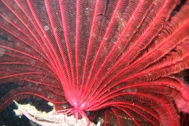 10 loài động vật không có... não vẫn sống khỏe