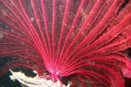 10 loài động vật không có... não vẫn sống khỏe