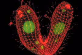 Kinh ngạc sinh vật đơn bào có tới 7... giới tính