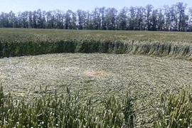 Tò mò vòng tròn bí ẩn trên cánh đồng ở Nga