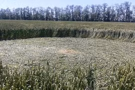 Tò mò vòng tròn bí ẩn trên cánh đồng ở Nga