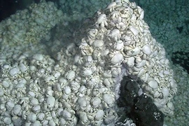 Cua "Người Tuyết" mù đầy lông lá dưới đáy đại dương