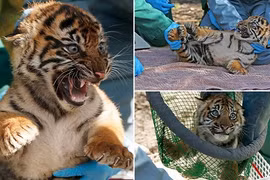 "Chết cười" xem hổ con cố tỏ ra hung dữ dọa người