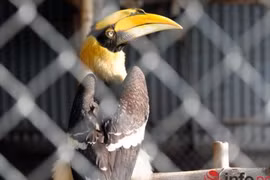 Xem loài chim cổ quý hiếm Hồng hoàng nuôi ở Hà Nội