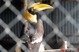 Xem loài chim cổ quý hiếm Hồng hoàng nuôi ở Hà Nội