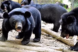 Rèn kỹ năng sinh tồn cho gấu khổng lồ ở Cát Tiên