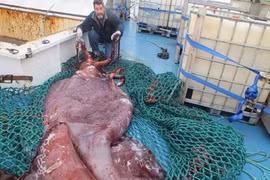 Những lần chạm trán "quái vật biển" gây khiếp sợ nhất