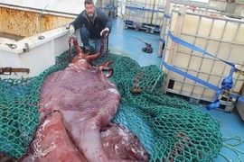 Những lần chạm trán "quái vật biển" gây khiếp sợ nhất