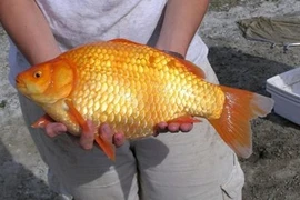 Cá chép vàng khổng lồ đe dọa hệ sinh thái Canada