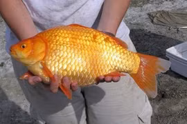 Cá chép vàng khổng lồ đe dọa hệ sinh thái Canada
