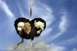 Động vật và những điều phi lý ... có thật