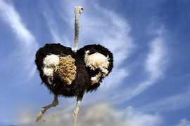 Động vật và những điều phi lý ... có thật