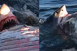Kinh dị ngồi xác cá voi chụp ảnh hàm cá mập