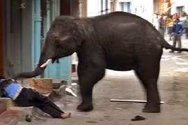 Điểm các vụ thú rừng tấn công dân cư đáng sợ nhất