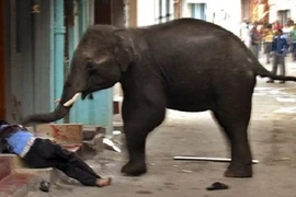 Điểm các vụ thú rừng tấn công dân cư đáng sợ nhất