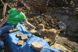 Xúc động cảnh động vật sống sót sau động đất Nepal (2)