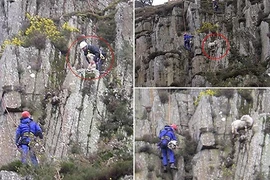 Giải cứu cừu mắc kẹt trên vách đá dựng đứng